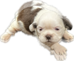 Puppy 1 Shih Tzu