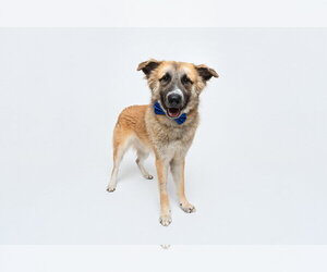 Biscuit (Chip) - Male Anatolian Shepherd-Unknown Mix Dog for Adoption - Photo #7
