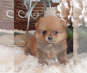 Pomeranian Puppy for sale in RIVERSIDE, CA, USA