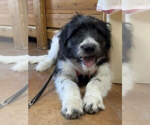 Pyrenees Border Collie Dogs for adoption in Bolivar, MO, USA