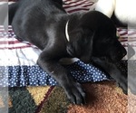 Small Photo #5 Labrador Retriever Puppy For Sale in CLEVELAND, GA, USA