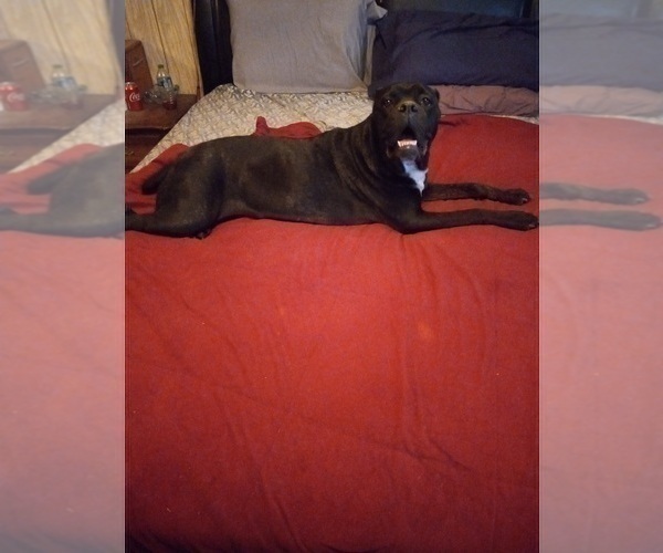 Medium Photo #1 Cane Corso Puppy For Sale in GRENVILLE, NM, USA