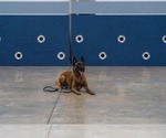 Small #3 Belgian Malinois