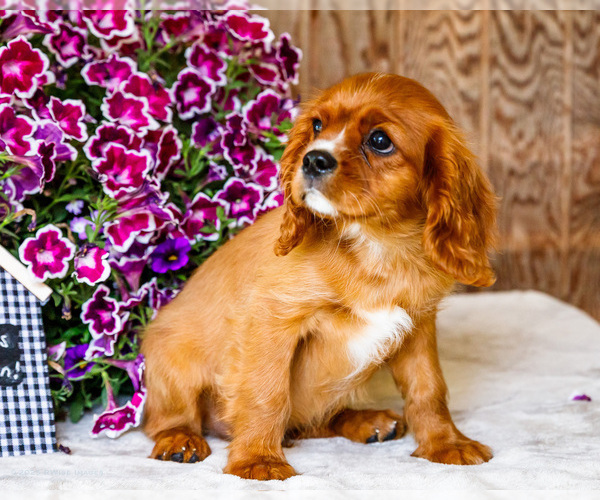 Medium Photo #4 Cavalier King Charles Spaniel Puppy For Sale in WAKARUSA, IN, USA