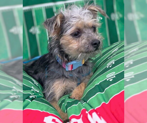 Medium Photo #6 Poodle (Miniature)-Unknown Mix Puppy For Sale in Chino Hills, CA, USA