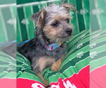Small #5 Poodle (Miniature) Mix