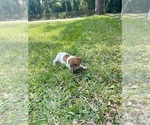 Small Photo #29 Jack Russell Terrier Puppy For Sale in FORT PIERCE, FL, USA