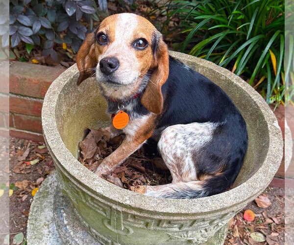 Medium Photo #1 Beagle Puppy For Sale in Dunnellon, FL, USA