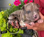 Puppy Blue Collar American Bully