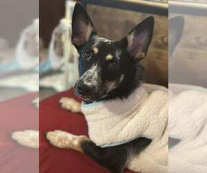 Penelope - Female Chihuahua-Unknown Mix Dog for Adoption - Photo #3