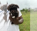 Small Photo #2 YorkiePoo Puppy For Sale in VANCEBURG, KY, USA