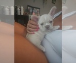 Small #3 French Bulldog