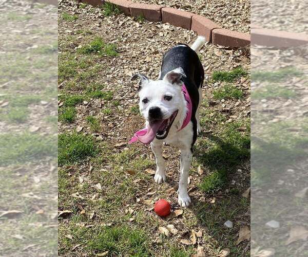 Medium Photo #8 Mutt Puppy For Sale in Abbeville, LA, USA