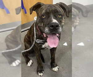 Mutt Dogs for adoption in Forestville, MD, USA