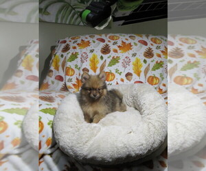 Pomeranian Puppy for sale in COOKEVILLE, TN, USA
