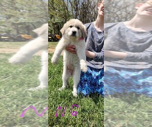 Great Pyrenees-Maremma Sheepdog Mix Puppy for sale in MOUNT JACKSON, VA, USA