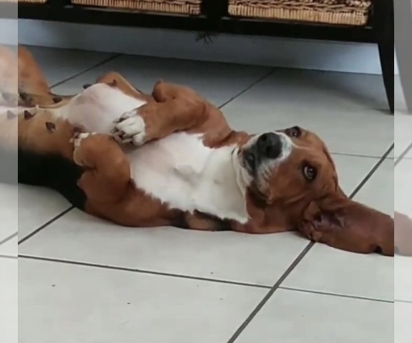 Medium Photo #14 Basset Hound Puppy For Sale in ORLAND, CA, USA