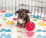 Small Yorkipoo