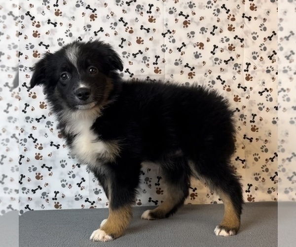 Medium Photo #5 Miniature Australian Shepherd Puppy For Sale in FRANKLIN, IN, USA