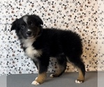 Small Photo #5 Miniature Australian Shepherd Puppy For Sale in FRANKLIN, IN, USA