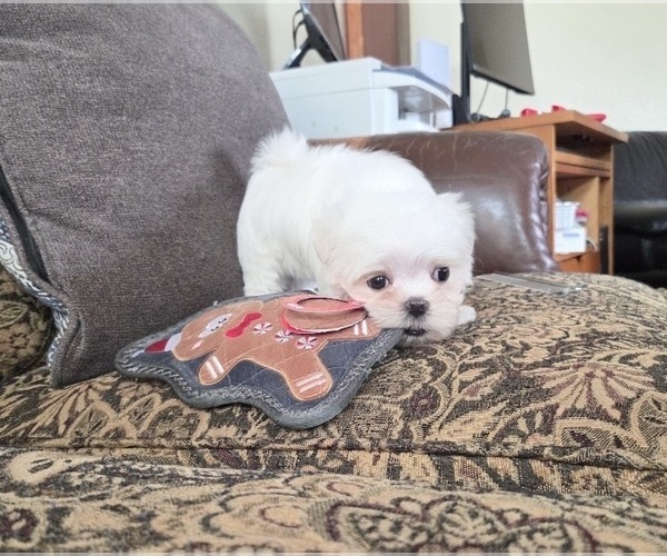 Medium Photo #11 Maltese Puppy For Sale in SANTA CLARITA, CA, USA