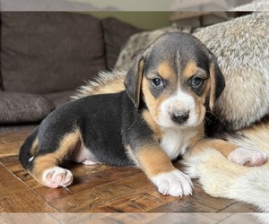 Beagle Puppy for sale in FORDLAND, MO, USA
