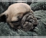Puppy Boy Pug