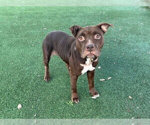 Mutt Dogs for adoption in Orlando, FL, USA