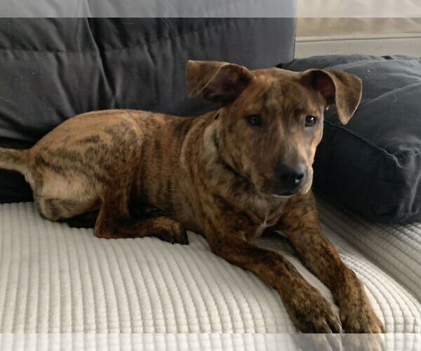 Medium Photo #2 American Pit Bull Terrier-Unknown Mix Puppy For Sale in Minneapolis, MN, USA