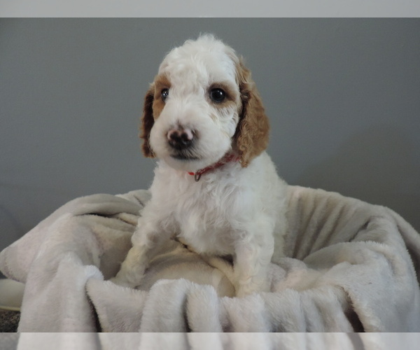 Medium Photo #2 Poodle (Standard) Puppy For Sale in SUNBURY, OH, USA