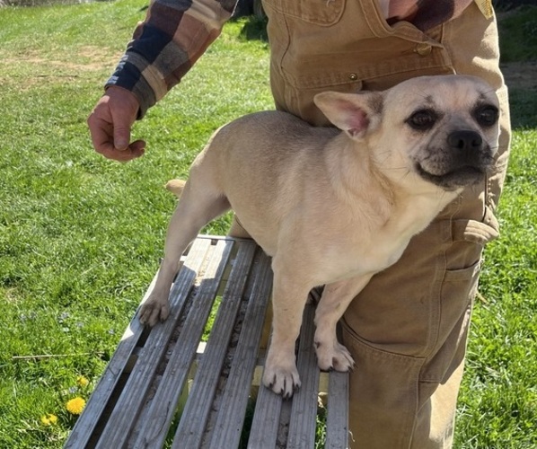 Medium Photo #1 French Bullhuahua Puppy For Sale in SPRAGGS, PA, USA