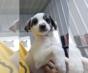 Australian Shepherd Dogs for adoption in Osgood, IN, USA