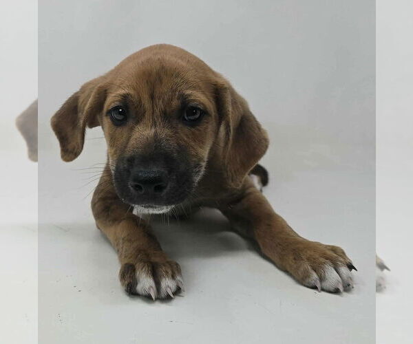 Medium Photo #2 Labrador Retriever-Plott Hound Mix Puppy For Sale in Brewster, NY, USA