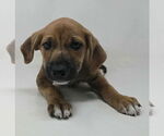 Small #1 Labrador Retriever-Plott Hound Mix