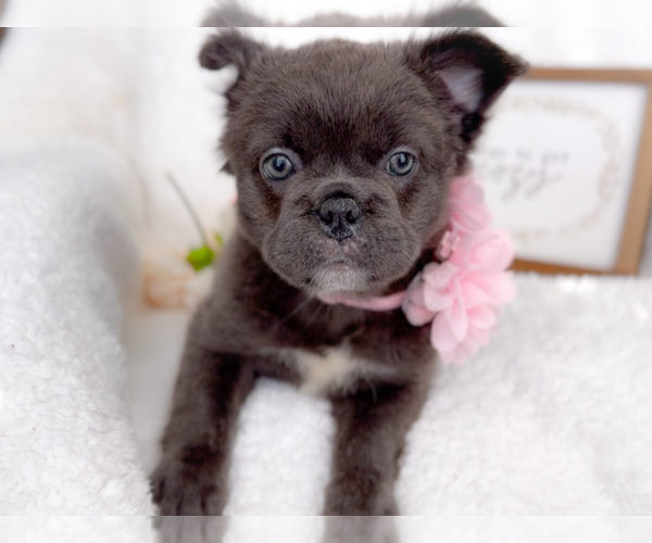 Medium Photo #1 French Bulldog Puppy For Sale in NEWARK, TX, USA