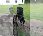 Small Photo #13 Rottweiler Puppy For Sale in PENSACOLA, FL, USA