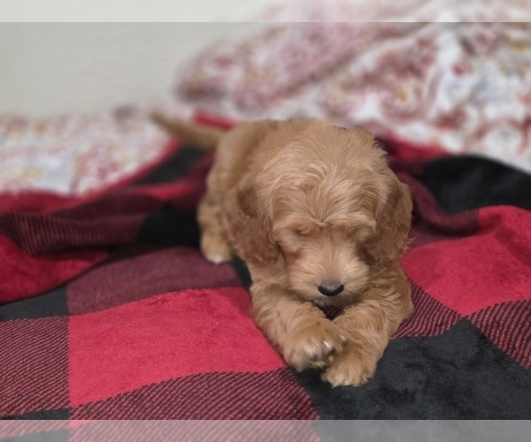 Medium Photo #25 Goldendoodle Puppy For Sale in DUBLIN, TX, USA