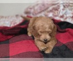 Small #24 Goldendoodle