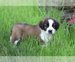 Small Photo #4 Saint Bernard Puppy For Sale in FREDERICKSBG, OH, USA