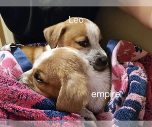 Jack Russell Terrier-Unknown Mix Dogs for adoption in Princeton, MN, USA