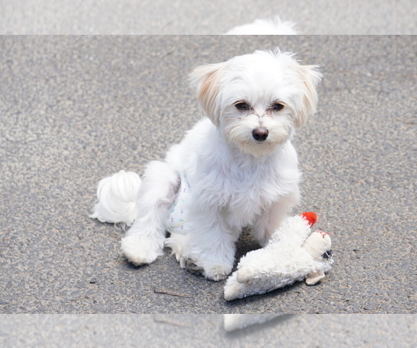 Medium Photo #1 Maltese Puppy For Sale in PORTLAND, OR, USA