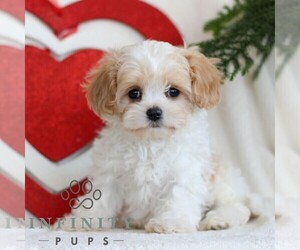 Cavachon Puppy for sale in GORDONVILLE, PA, USA