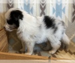 Small #3 Shetland Sheepdog