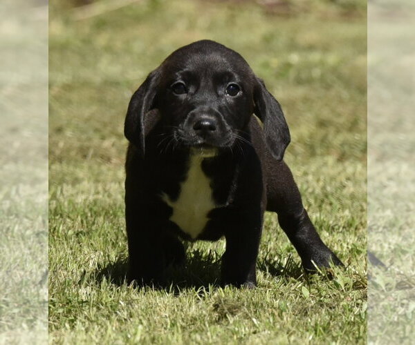 Medium Photo #4 Dachsador Puppy For Sale in Mechanicsburg, PA, USA
