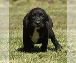 Small #3 Dachsador