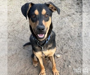 Australian Shepherd-Unknown Mix Dogs for adoption in Washington, DC, USA