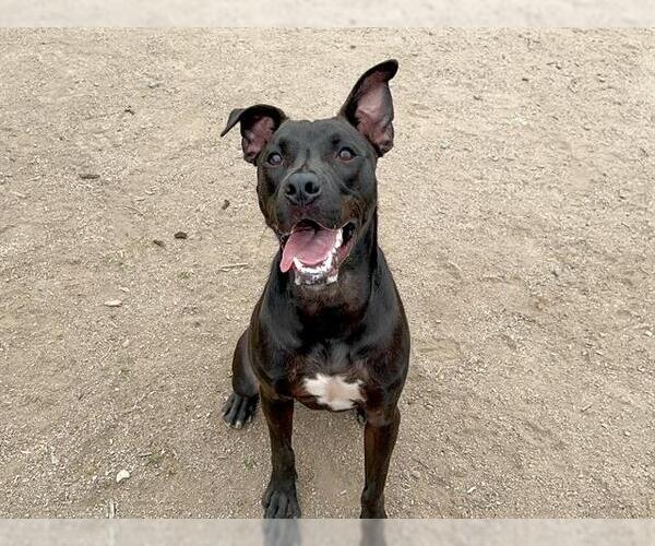 Medium Photo #1 American Pit Bull Terrier-Unknown Mix Puppy For Sale in Orange, CA, USA