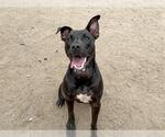 Small American Pit Bull Terrier Mix