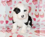 Small Photo #4 Sheepadoodle Puppy For Sale in ASPERMONT, TX, USA