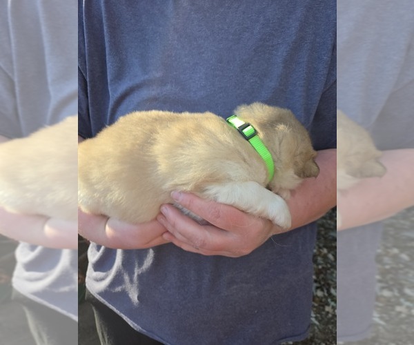 Medium Photo #3 Alaskan Malamute Puppy For Sale in CRIVITZ, WI, USA